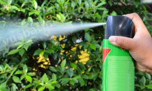 Bình Xịt Muỗi Loại Nào Hiệu Quả Nhất Hiện Nay?