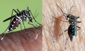 Top Thuốc Diệt Muỗi An Toàn Cho Gia Đình Có Trẻ Nhỏ 2026